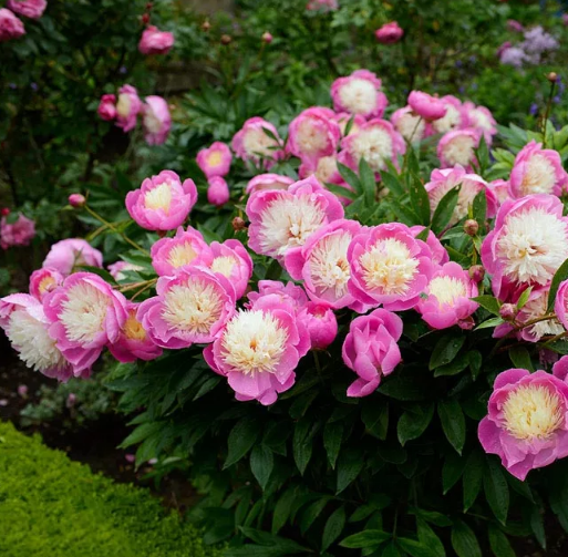 Пион Bowl of Beauty — изображение 3