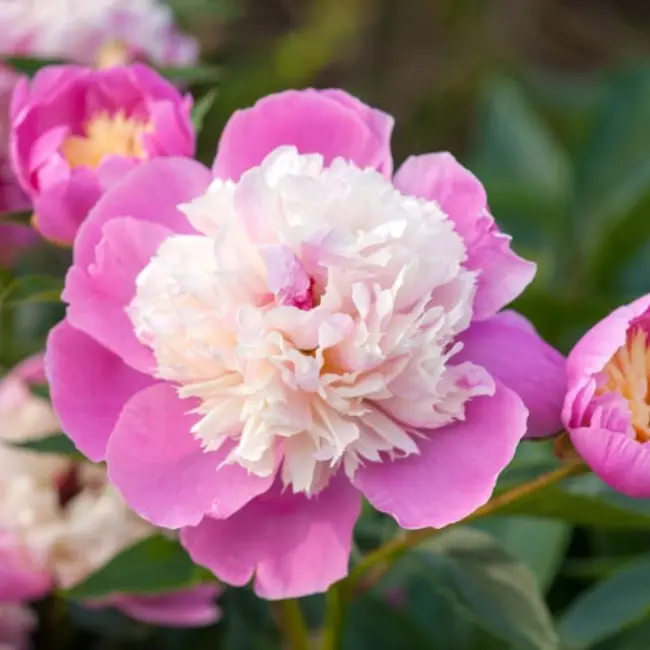 Пион Bowl of Beauty — изображение 2