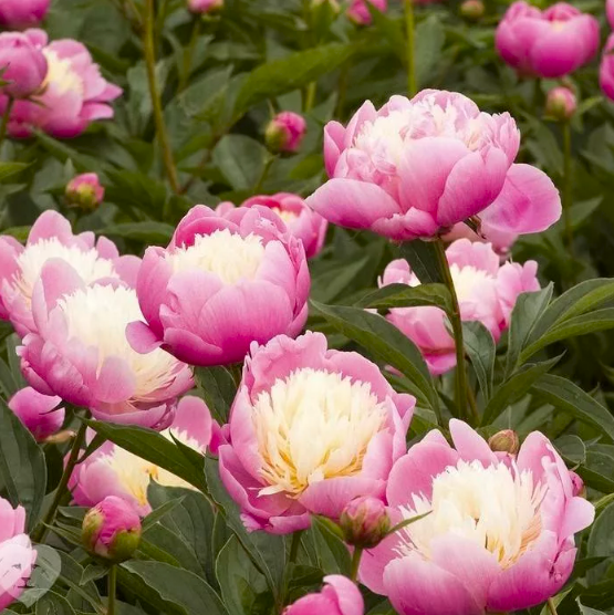 Пион Bowl of Beauty