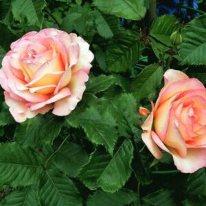 Роза Парфюм Киссес