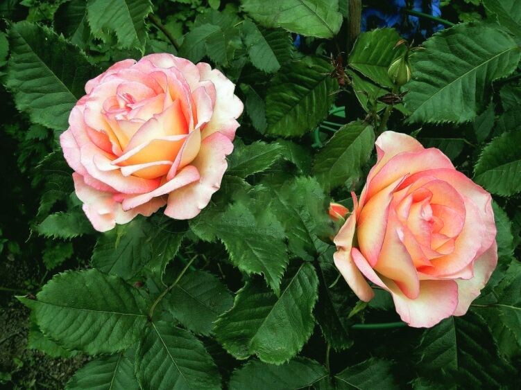 Роза Парфюм Киссес