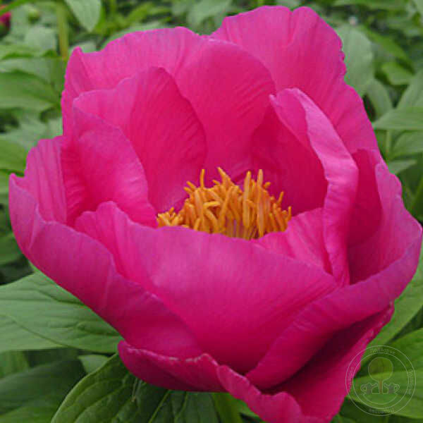 Пион Birthday — изображение 4