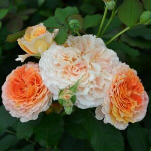 Роза Джеф л’Артист