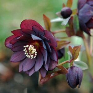 Морозник Double Ellen Purple 1 шт