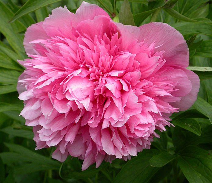 Пион Rosea Plena