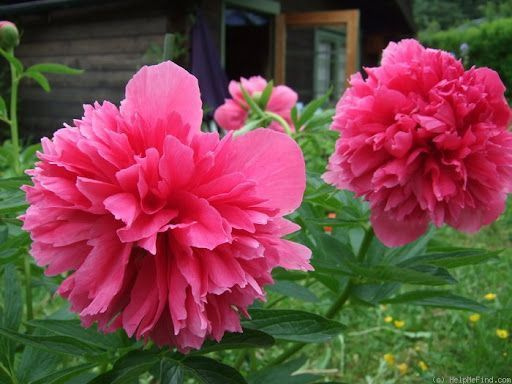 Пион Rosea Plena — изображение 2