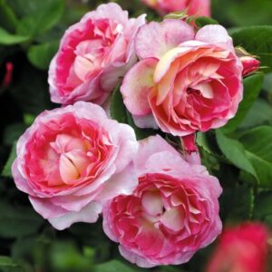 Роза Мадам де Сталь