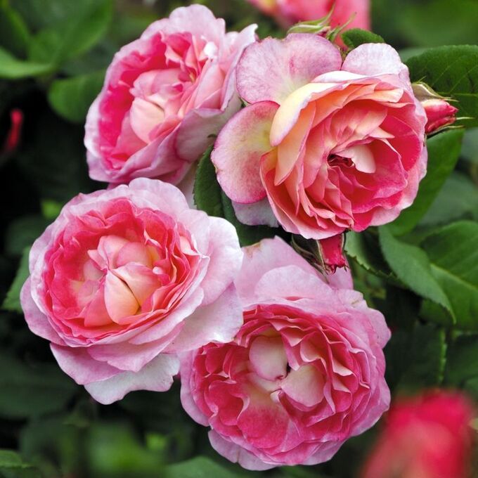 Роза Мадам де Сталь