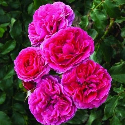 Роза Сава Река