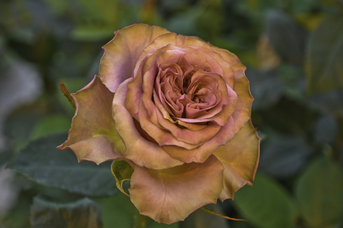 Роза Гипноз