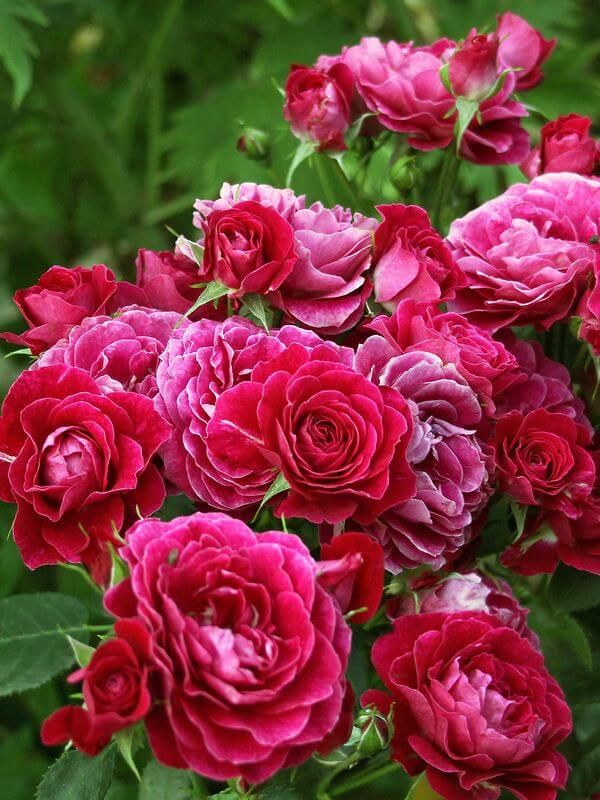 Роза Домэн дэ Сэн Жан дэ Борэгар — изображение 3