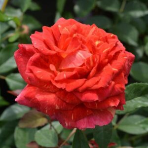 Роза Фойрио