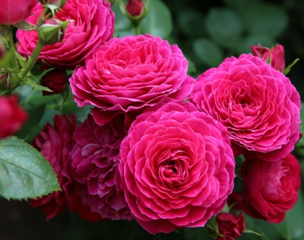 Роза Домэн дэ Сэн Жан дэ Борэгар