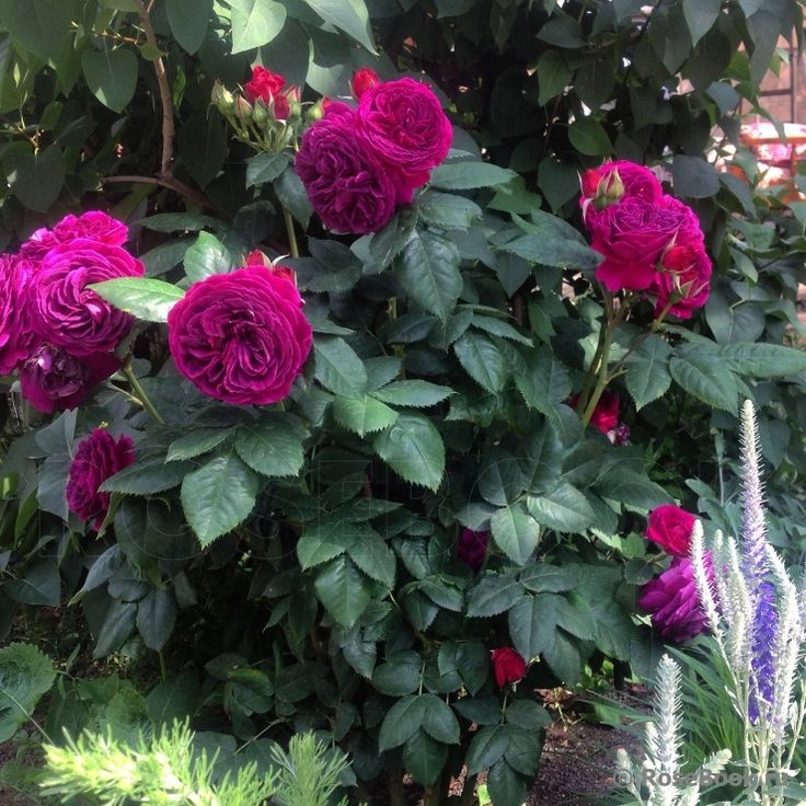 Роза Пердита (Копировать) — изображение 2