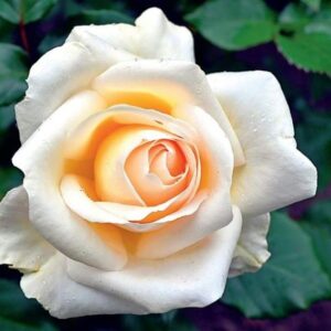 Роза Йорк Мистрель