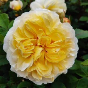 Роза Зе Поэтс Вайф