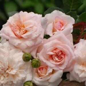 Роза Пенни Лейн