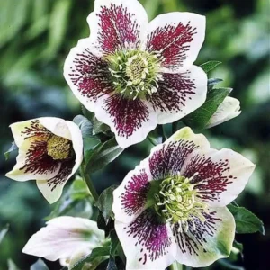 Морозник Orientalis Bollene 1 шт