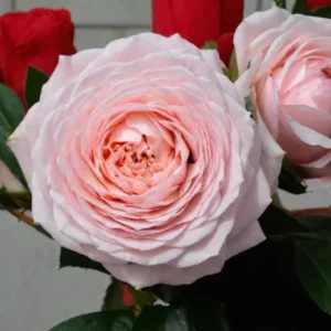 Роза Тсумуги