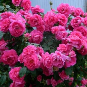 Роза Морден Сентенниал