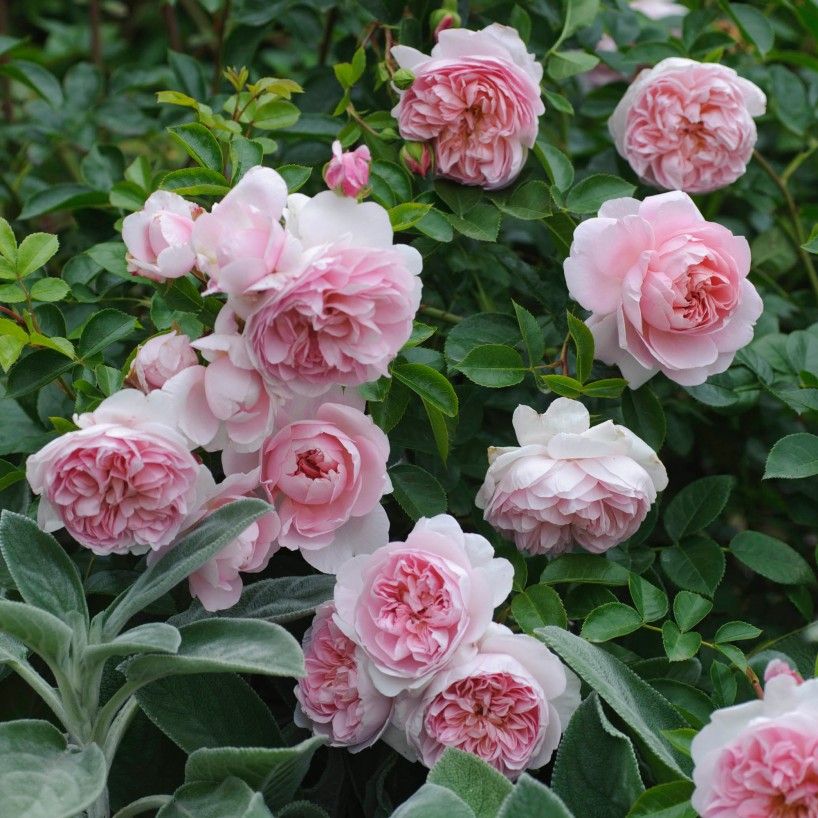 Роза Зе Вэджвуд Роуз — изображение 3