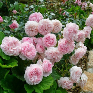 Роза Остин Розалинд