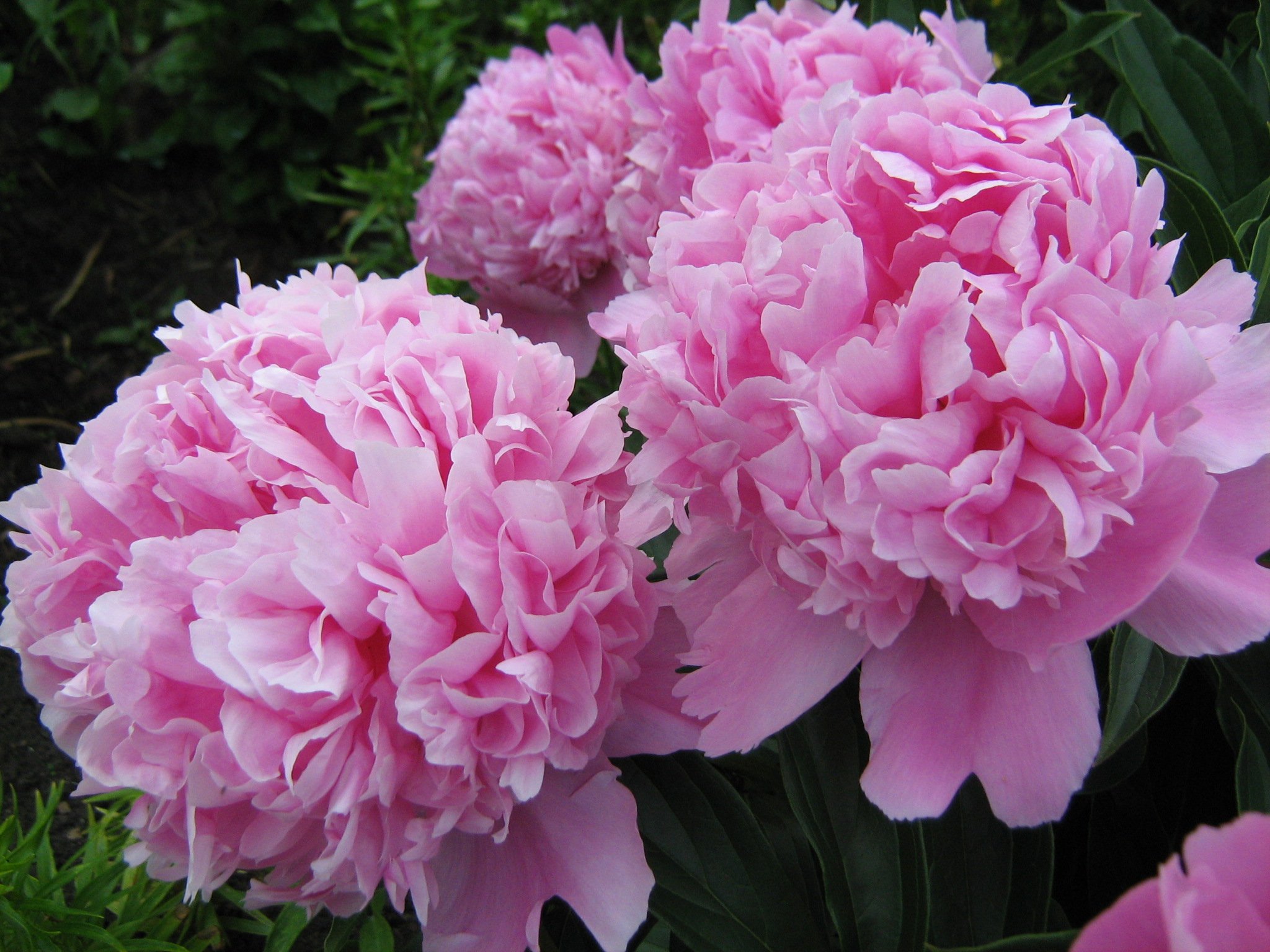 Пион Monsieur Jules Elie — изображение 2