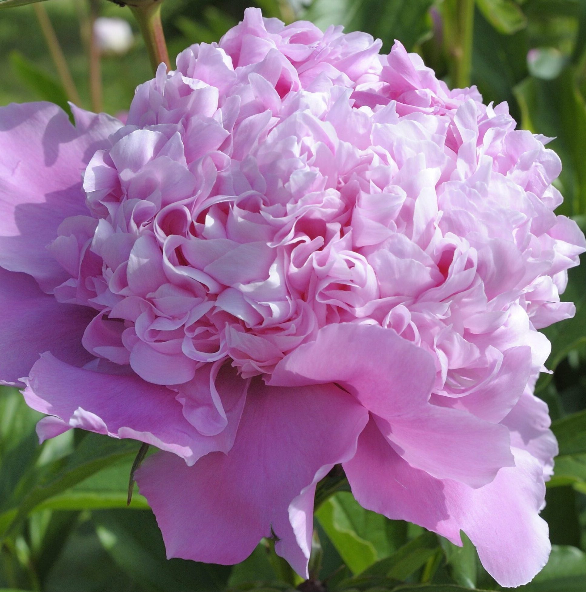 Пион Monsieur Jules Elie — изображение 3