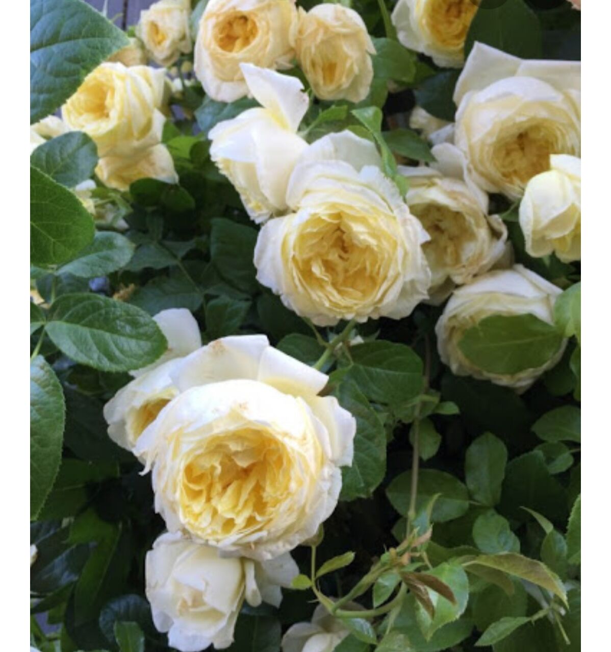 Роза Амнести Интернешнл — изображение 2