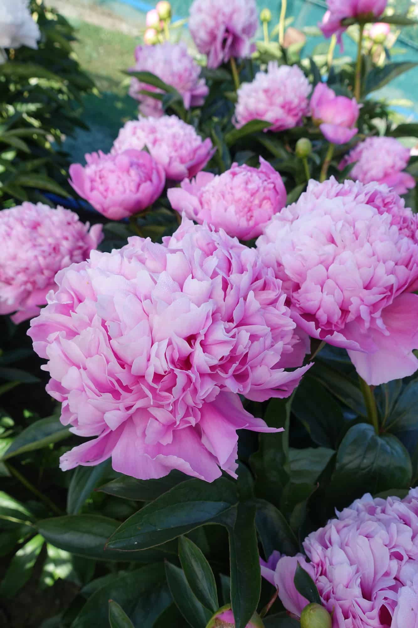 Пион Monsieur Jules Elie