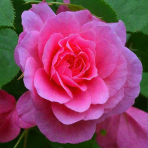 Роза Морден Сентенниал