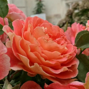 Роза Шато де ля Галуазье