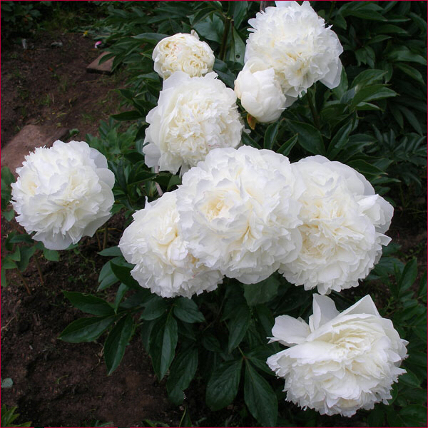 Пион Marie Lemoine