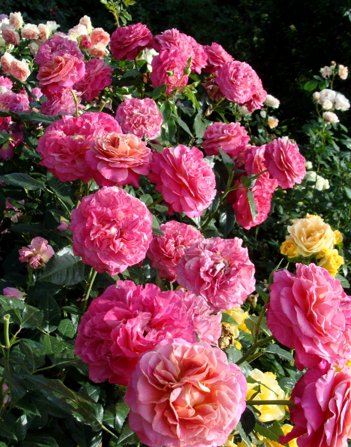 Роза Сурир де Довиль — изображение 4