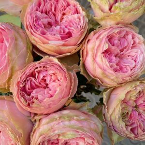 Роза Прайд оф Джейн