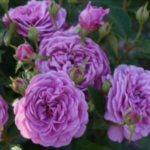 Роза Блю бой