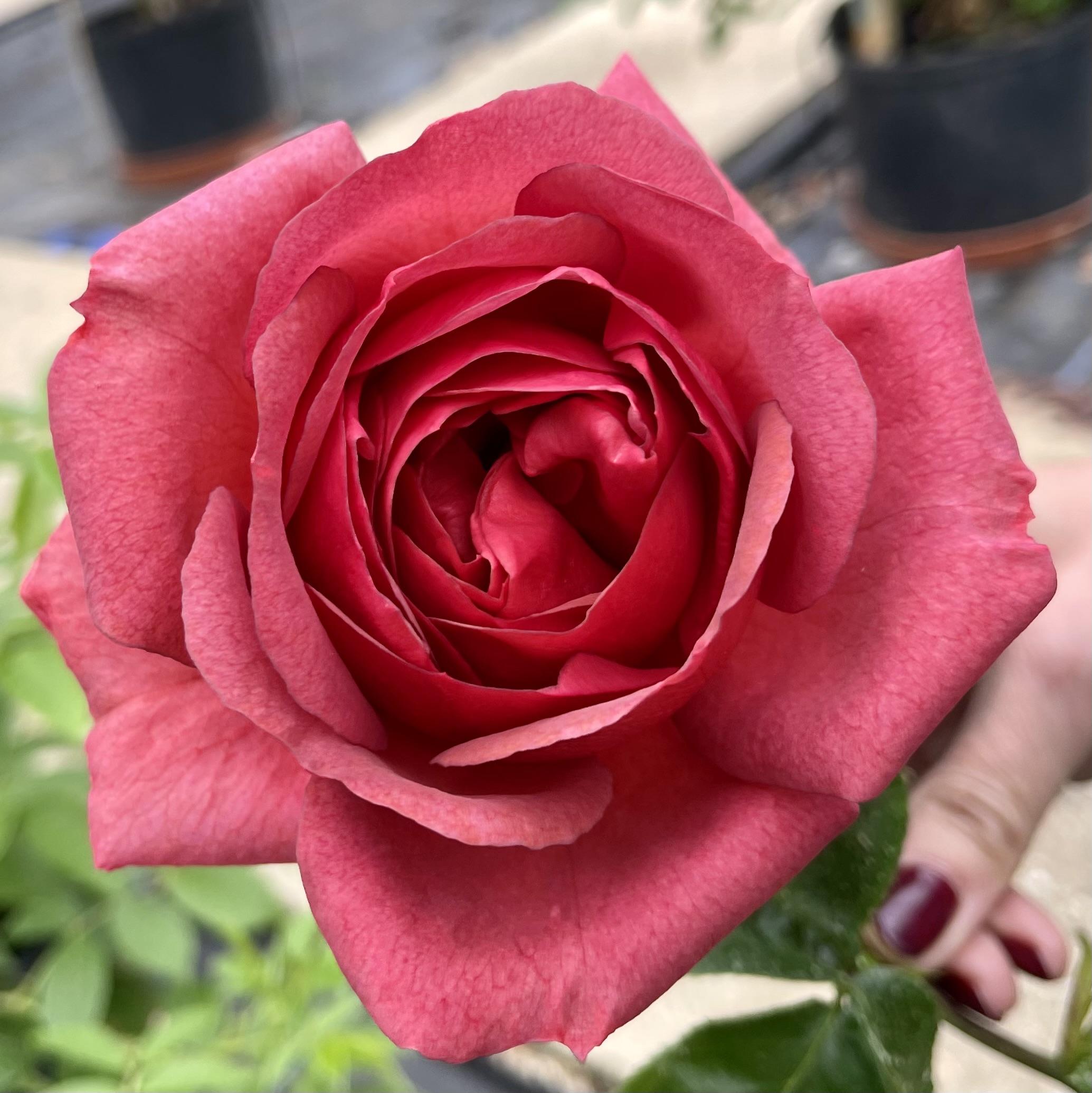 Роза Вондерфул Волд