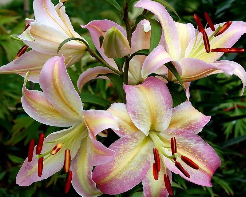 Лилия Хотика 2 шт