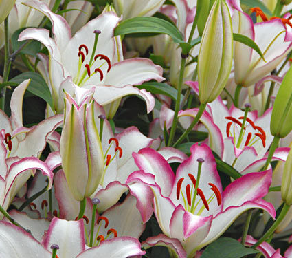 Лилия Хотика 2 шт — изображение 3