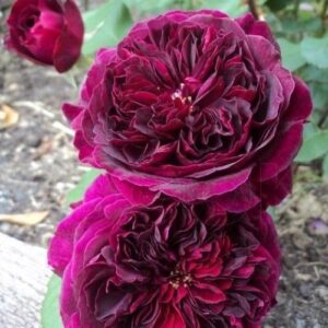 Роза Традескант