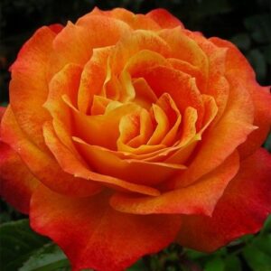 Роза Мисс Танжерин