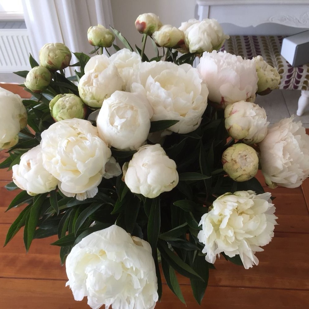 Пион Madame Claude Tain — изображение 2