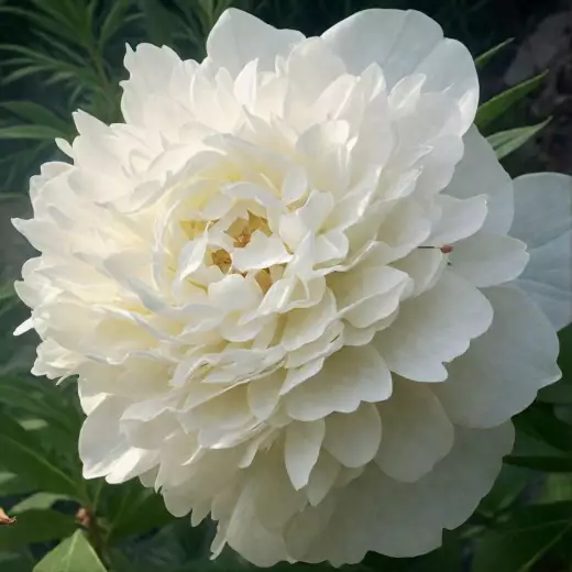 Пион Madame Claude Tain