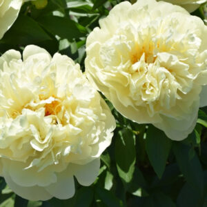 Пион Lemon Chiffon