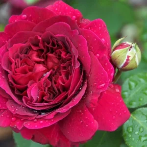 Роза Мариэтта