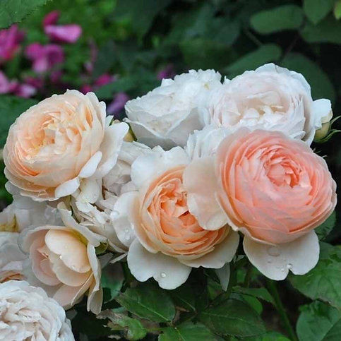 Роза Зе Шефердес — изображение 4