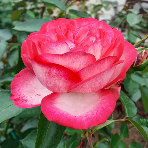 Роза Антик — изображение 2