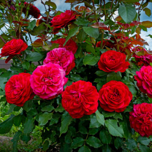 Роза Мона Лиза