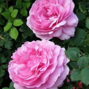 Роза Мэри Роуз