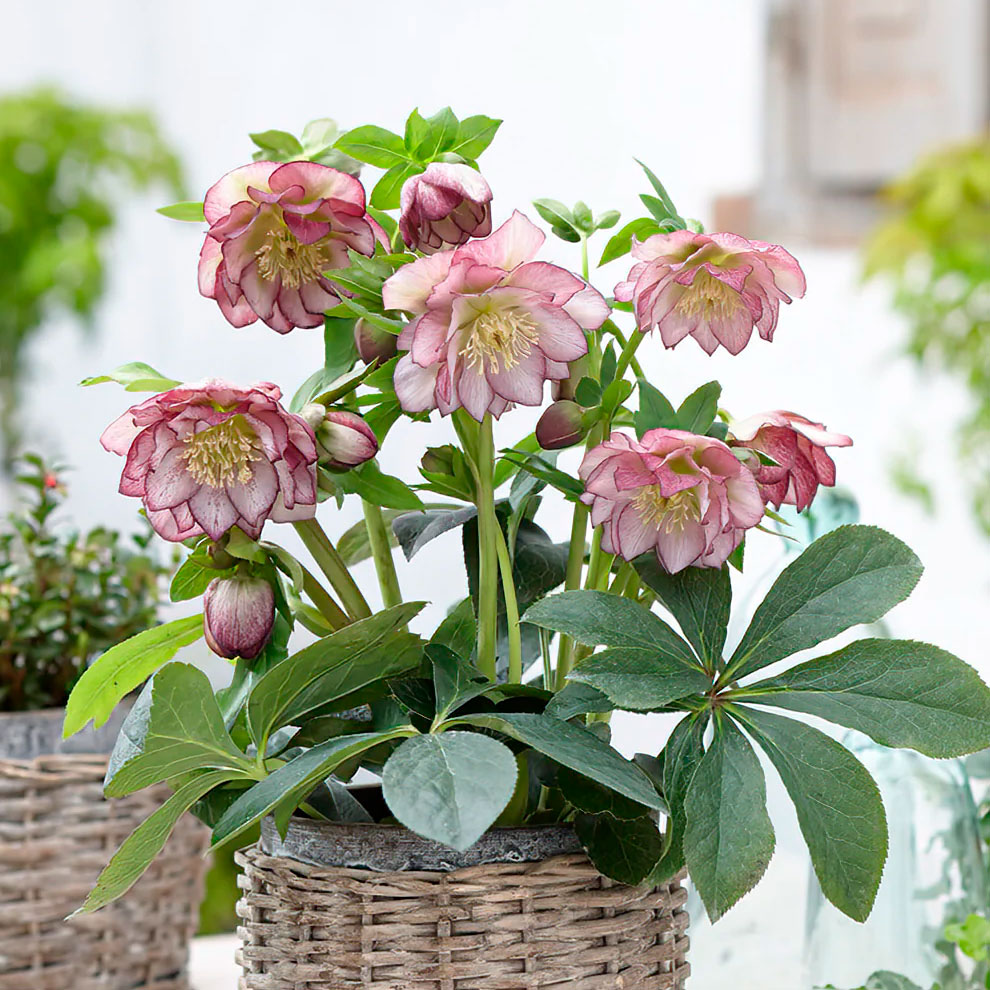 Морозник Double Ellen Picotee 1 шт — изображение 3